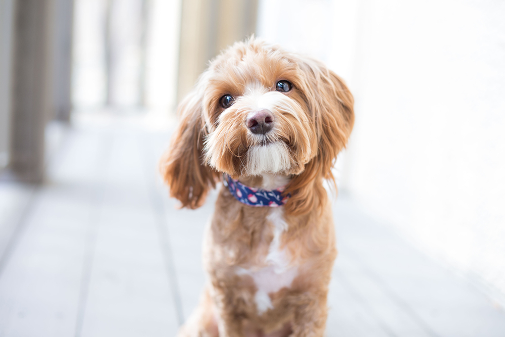 Happy customer dog