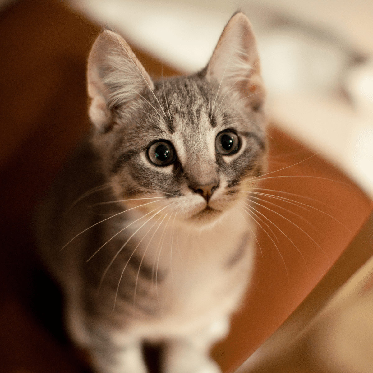 Pet companion